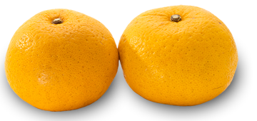 地元三崎産の柑橘